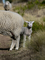 Obraz premium Mother and baby sheep in rural environment,Patagonia,Argentina.