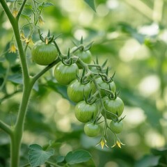 Fototapeta premium Cluster of Unripe Green Cherry Tomatoes Growing on a Vine in the Sunlight