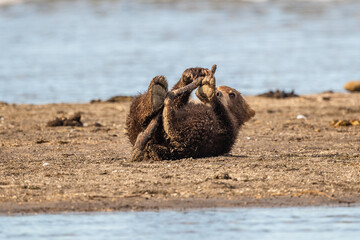 Ruling the landscape, brown bears of Kamchatka (Ursus arctos beringianus) © vaclav