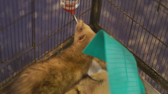 Thirsty ferret drinking water from a sipper bottle in cage