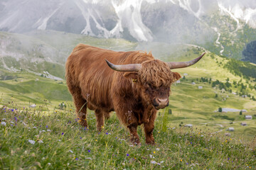Shaggy highland cattle stands calmly on a lush alpine meadow surrounded by dramatic mountain scenery. The warm brown fur and long curved horn create a strong rural character. © Diatlova Tetiana
