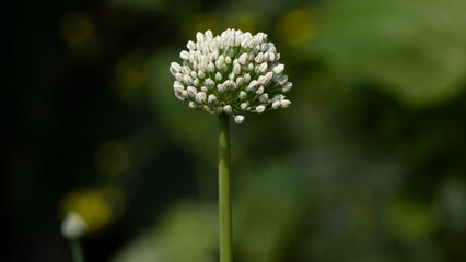 Obraz premium Onion flower blooming under the afternoon sun-3