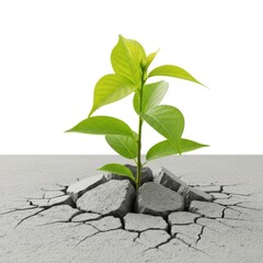 Young Green Plant Growing Through Cracked Concrete