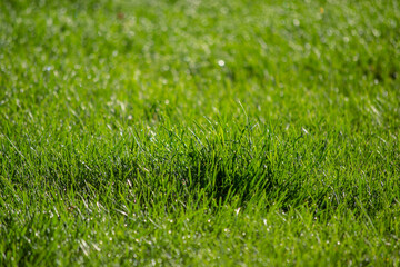 Naklejka premium green grass background