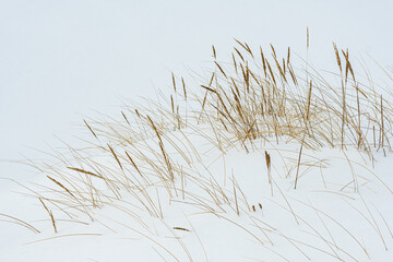 Snow-covered coastal sand dunes in winter with golden dry grasses emerging through the frost