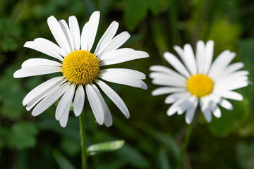 Fototapeta premium ジャスタデージーの花