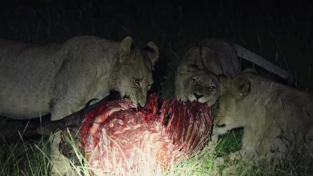 a lioness with cubs feeding at night time.