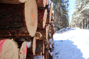 Ścięte drzewo obsypane śniegiem w tle zaśnieżony polski las. © Mania567