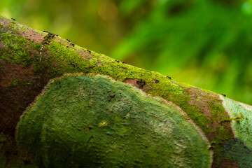 Ants Walking on Moss-Covered Branch in Forest