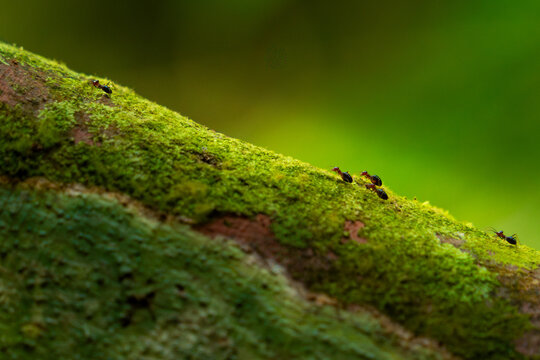 Ants Walking on Moss-Covered Branch in Forest