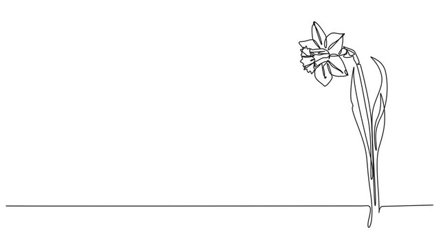 animated continuous line drawing of flowering narcissus, daffodil line art animation