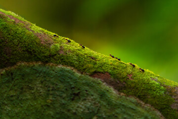 Ants Walking on Moss-Covered Branch in Forest