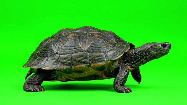 turtle walks on green screen with solid background in this video.