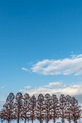 琵琶湖の港と近江大橋たもとのメタセコイア　滋賀県大津市膳所城跡公園から