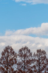 琵琶湖の港と近江大橋たもとのメタセコイア　滋賀県大津市膳所城跡公園から