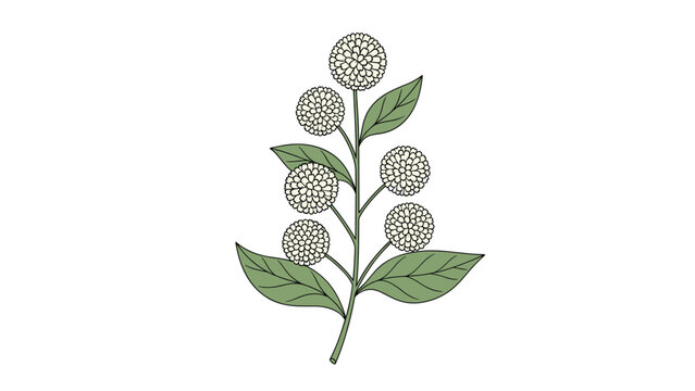 Elegant botanical illustration of a plant stem with small white puffball flowers and green leaves arranged vertically on a plain background.