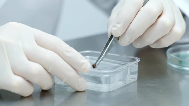 Close-up of gloved hands performing a precise lab procedure. A researcher uses forceps to manipulate a dark specimen, dipping it repeatedly into a small container of clear liquid on a stainless steel
