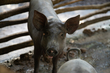 Mexican hairless Creole pig on a farm in a rural area in the interior of the Yukatan Peninsula.