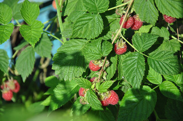Raspberry branch illuminated by bright sunlight. Fresh wild berries in natural environment. Summer sunny day, healthy eating and freshness concept.