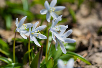 春の庭に咲く白いカワイイ花　シラー
