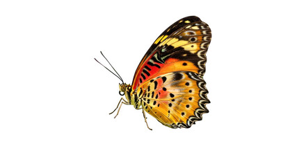 Obraz premium Vibrant orange butterfly with black spots isolated on transparent background