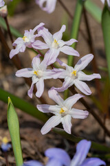 春の庭に咲く紫色のチオノドクサ
