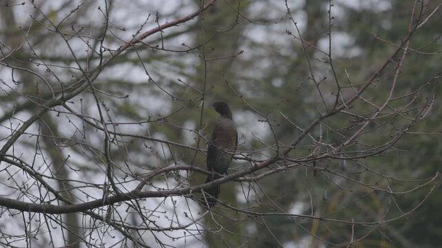 a cormorant on the branches of a leafless tree