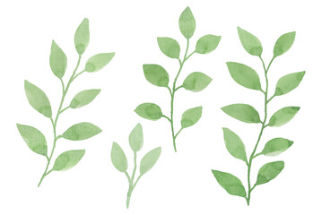Assortment of watercolor leaves illustration set - green leaf branches collection for wedding, greetings, stationary, wallpapers, fashion, background. olive, green leaves, Eucalyptus etc