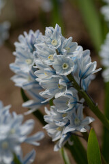 春の庭に咲く白い可愛い花　プスキニア
