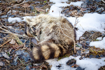 A deceased raccoon curled on the forest floor amidst melting snow and leaf litter, documenting the harsh realities of seasonal wildlife survival.