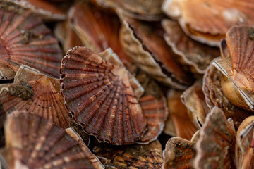 Obraz premium Gros plan sur un amas de coquilles Saint-Jacques brunes, texture naturelle marquée, composition serrée et organique.