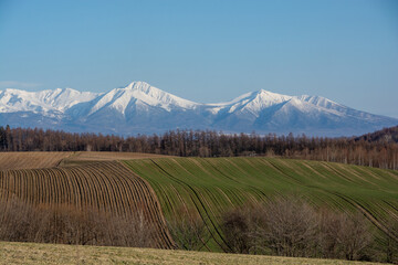 春の丘陵畑作地帯と雪山　十勝岳連峰
