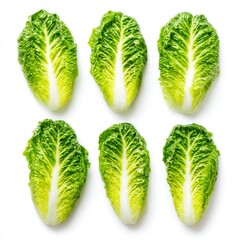Fresh Romaine Lettuce Leaves on White Background for Healthy Culinary Concepts and Salad Recipes
