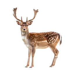 Obraz premium Brown Deer with Large Antlers Standing.