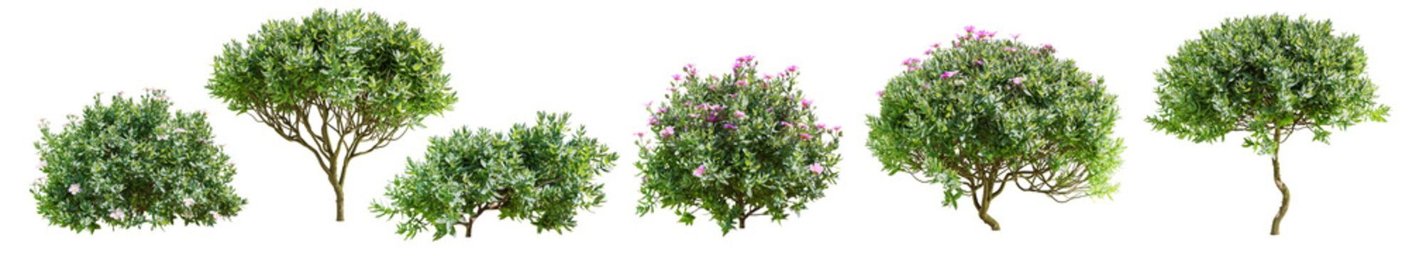 Set of cistus shrub isolated on transparent background. 3D render. 