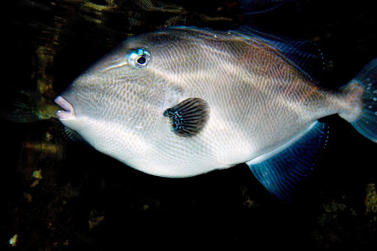  Grey triggerfish (Balistes capriscus)