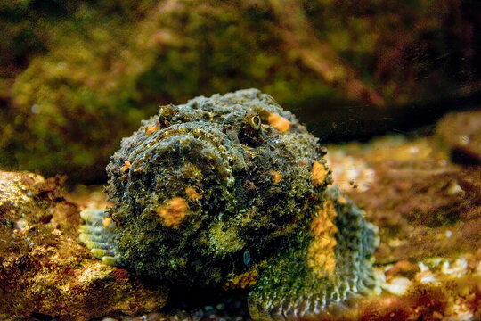 Reef stonefish (Synanceia verrucosa), also known as the stonefish. 