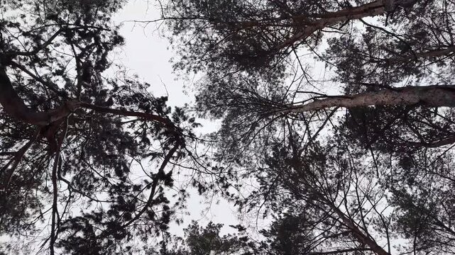 Winter pine forest in snow. Tall Scots pines with bare branches and green needles against pale sky. Snow-covered ground, looking up canopy view and ground-level scene, serene cold woodland atmosphere.
