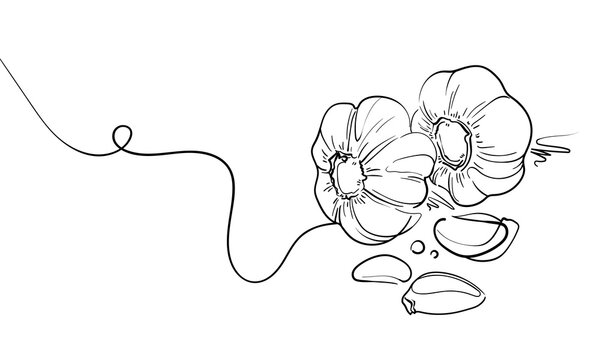 Garlic set, continious line drawing. Doodle garlic sketch. Vegetables and spices outline. Vector illustration