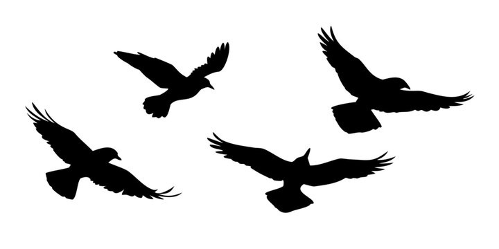 Flying bird silhouettes with one sitting bird birds flying birds