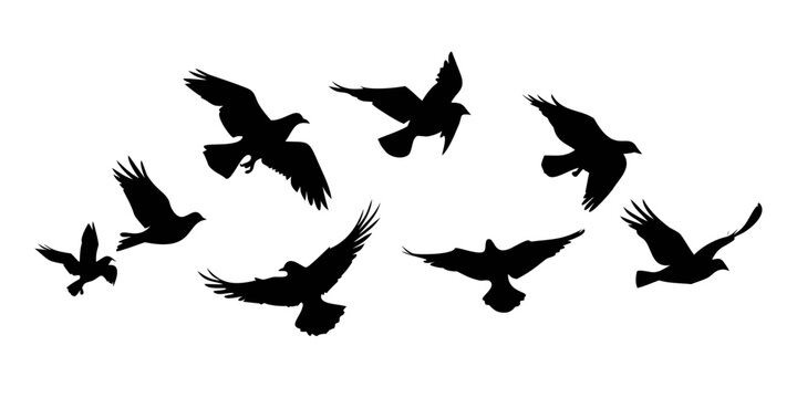 Flying black birds in different poses bird silhouettes flying birds white background