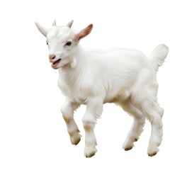 Fototapeta premium Baby Goat Kid Jumping Isolated on White Background, Cute Farm Animal, High Detail