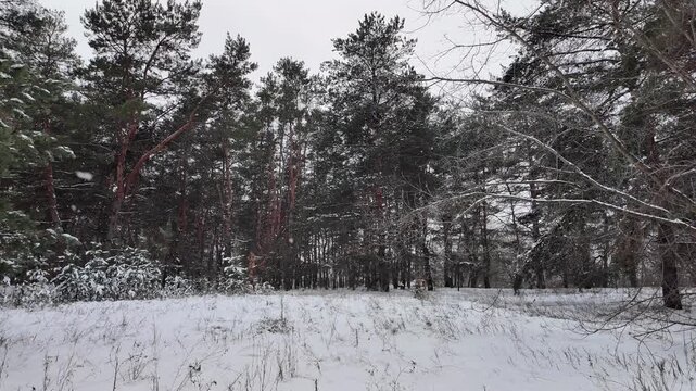 Winter pine forest in snow. Tall Scots pines with bare branches and green needles against pale sky. Snow-covered ground, looking up canopy view and ground-level scene, serene cold woodland atmosphere.