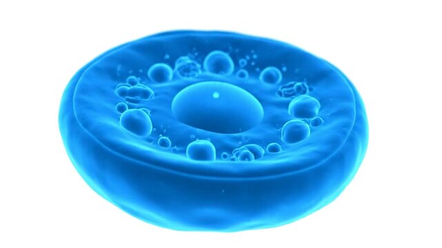 A close-up 3D rendering of a blue cell with a nucleus and vesicles inside, showcasing microscopic anatomy in a scientific illustration.