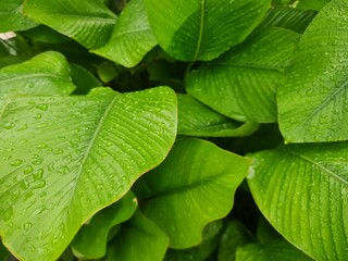Calathea Lutea Leaves with Water Droplets Tropical Green Foliage Background