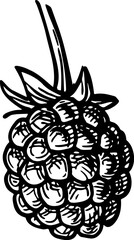 Blackberry. Isolated ink sketch. Hand-drawn vintage engraving illustration.