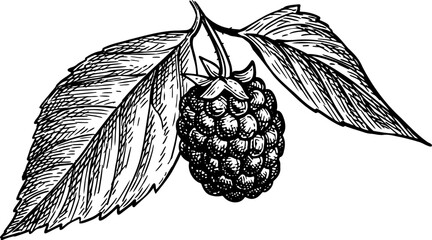 Blackberry branch with leaves. Isolated ink sketch. Hand drawn vintage engraving illustration.