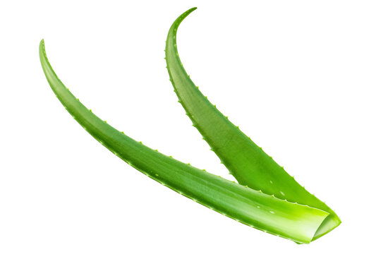 Fresh aloe vera leaves. Image on a transparent background.
