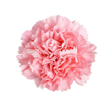 Top view of pink carnation flower isolated on white. or transparent background