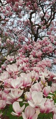 Phone photo of a magnolia tree branch covered in blossoms. Spring nature scene showing fresh flowers, soft color, and seasonal growth outdoors.
